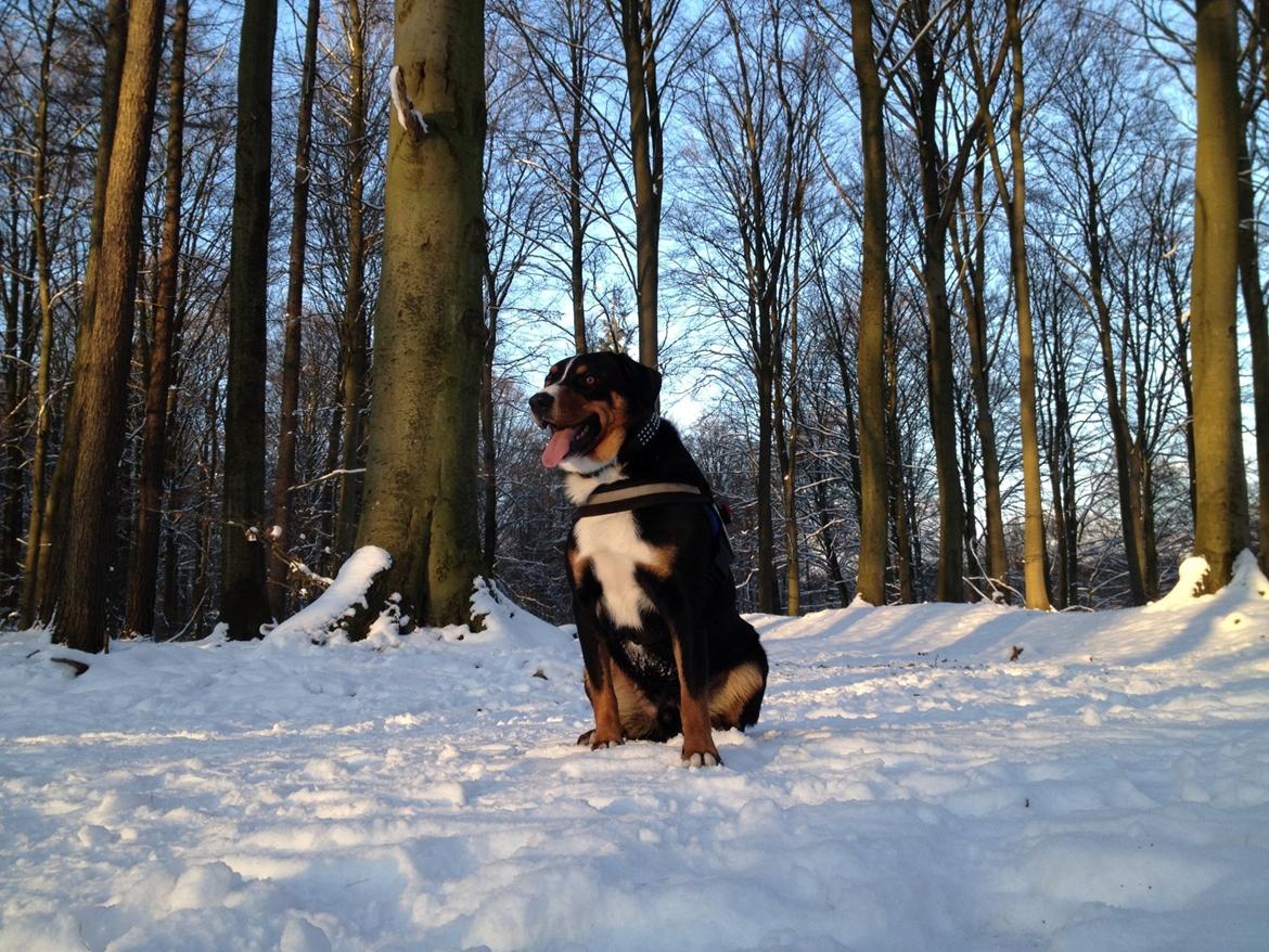 Appenzeller sennenhund Czekko Von Hirten billede 7