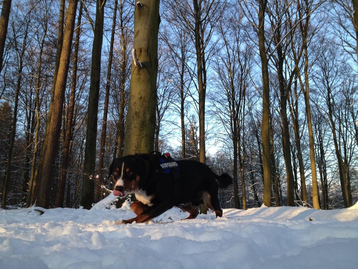 Appenzeller sennenhund Czekko Von Hirten billede 8