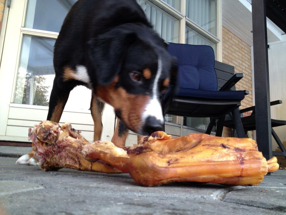 Appenzeller sennenhund Czekko Von Hirten billede 9