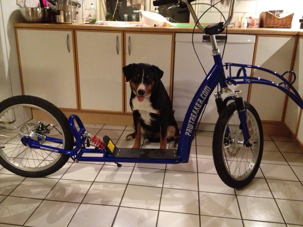 Appenzeller sennenhund Czekko Von Hirten billede 10