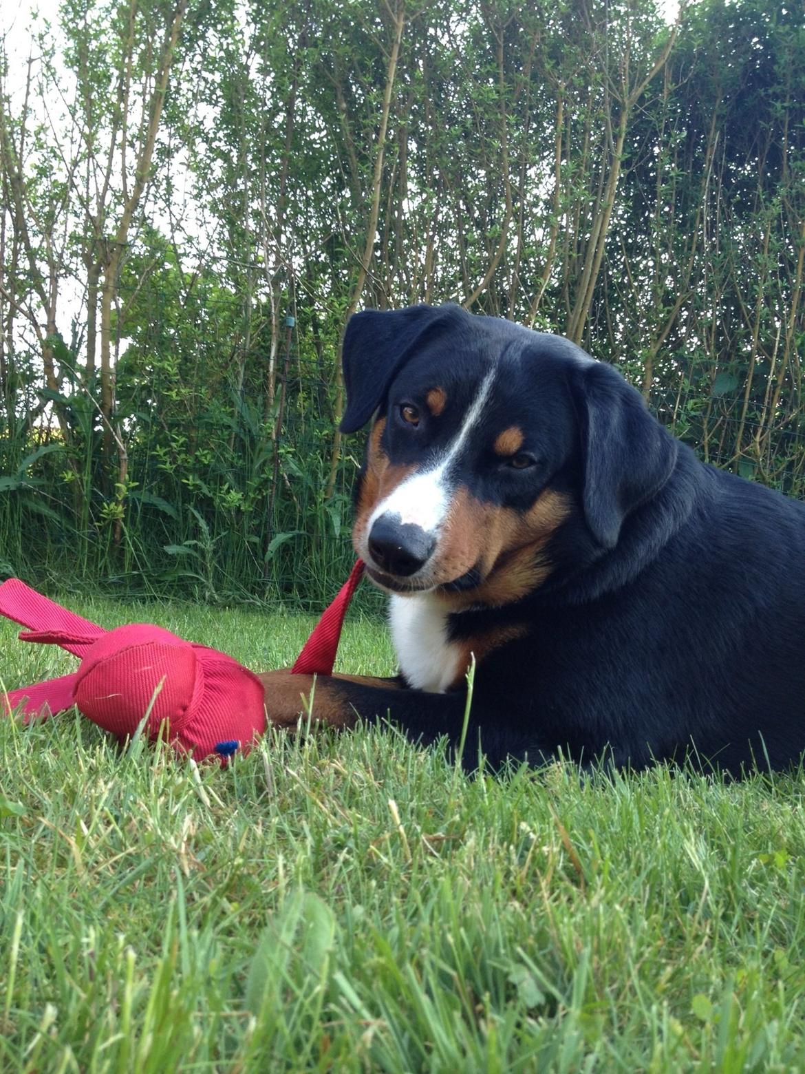 Appenzeller sennenhund Czekko Von Hirten billede 11