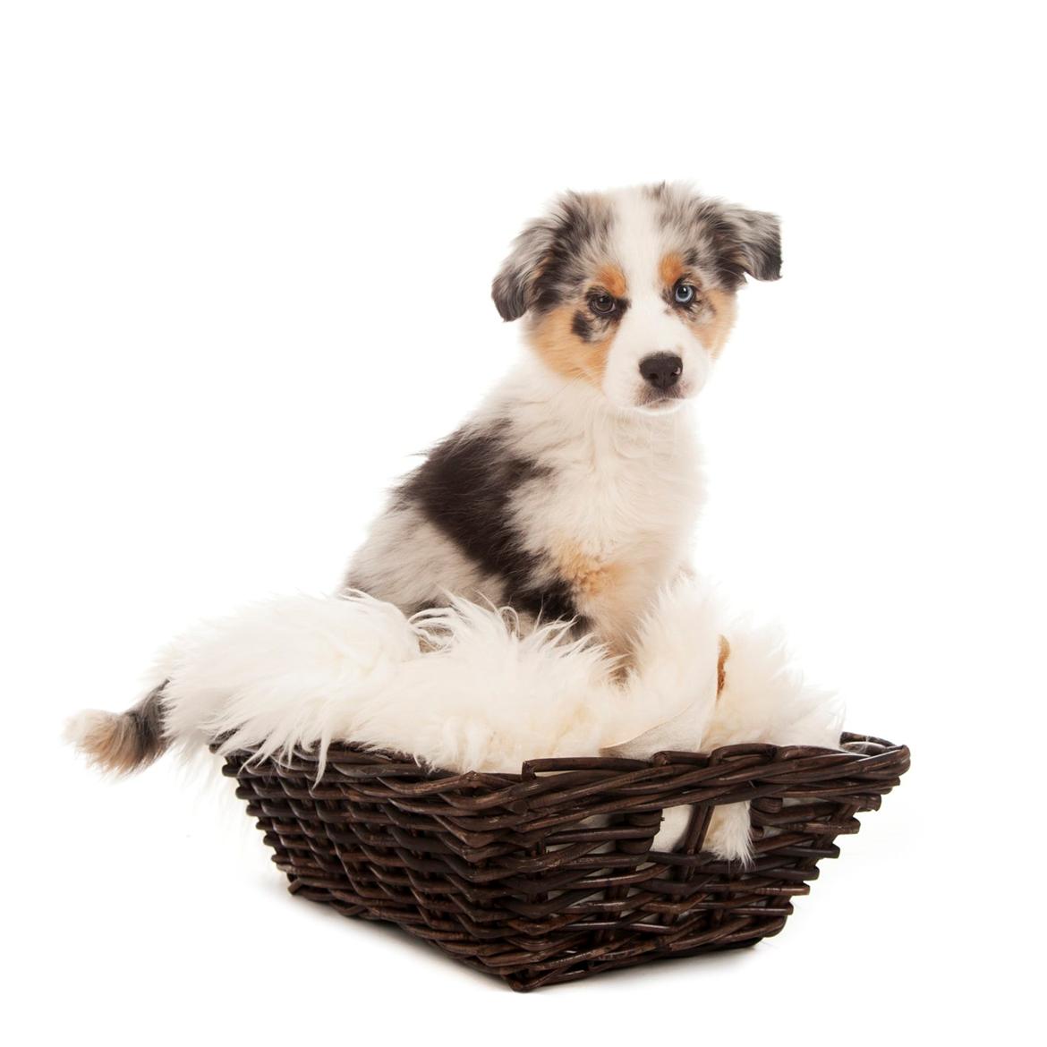 Australian shepherd Touch Of An Angel (Winterfell) - Smukke pigen til fotoshoot - 12 uger gammel billede 19