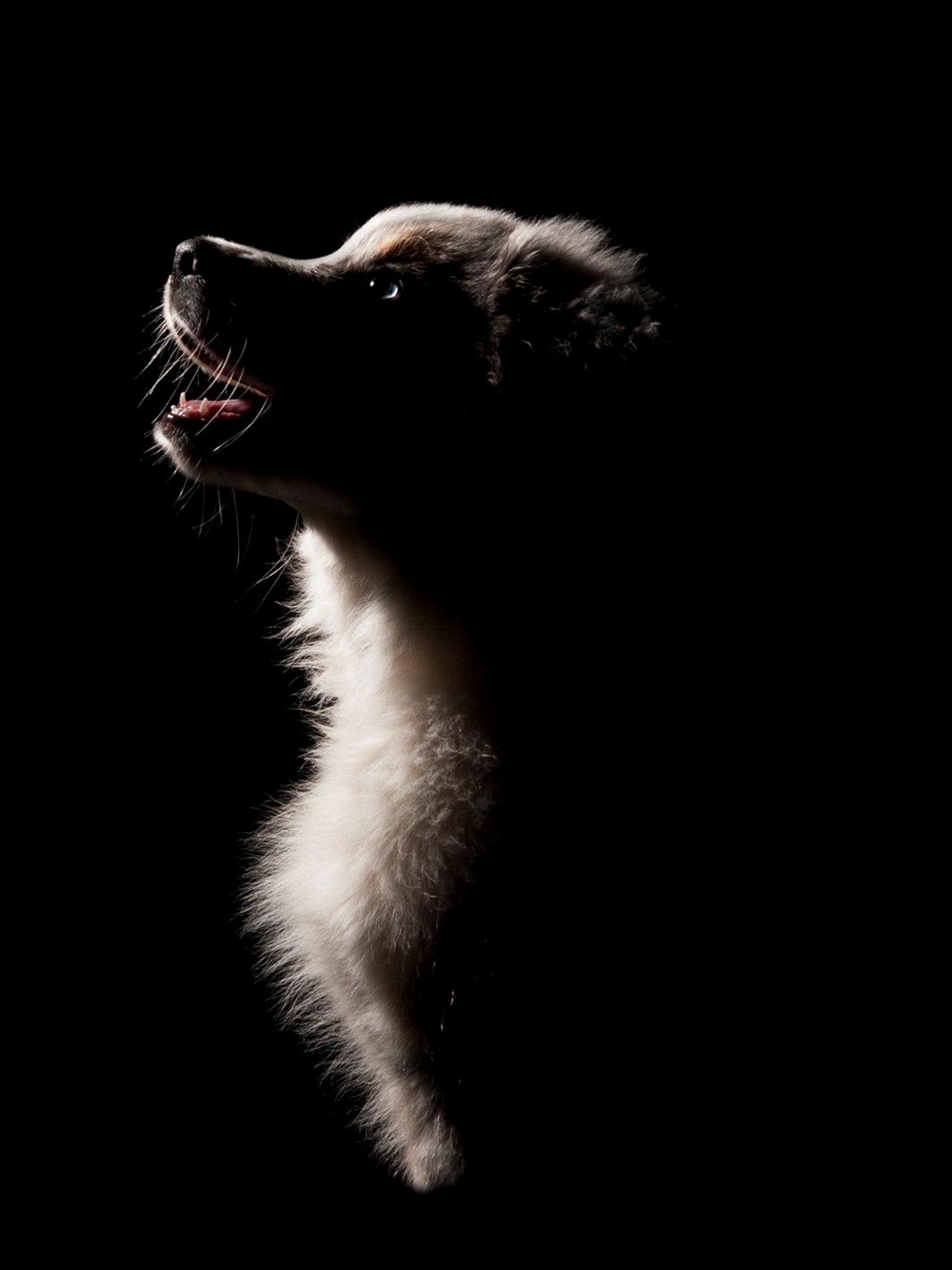 Australian shepherd Touch Of An Angel (Winterfell) - Smukke pigen til fotoshoot - 12 uger gammel <3 billede 20