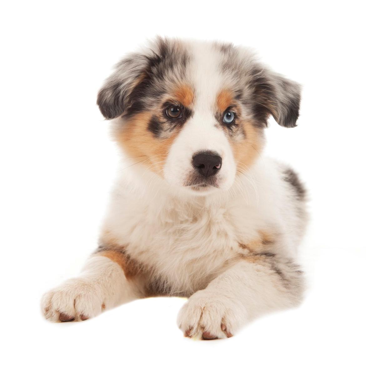 Australian shepherd Touch Of An Angel (Winterfell) - Smukke pigen til fotoshoot - 12 uger gammel <3 billede 1