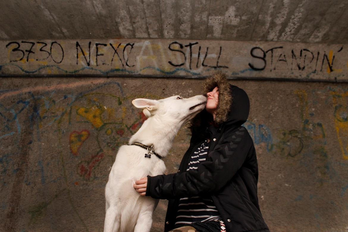 Hvid Schweizisk Hyrdehund Lobo - Skøre Lobsen kysser min veninde :D
Han blev lidt utålmodig under et fotoshoot men det er da klart når hans moar havde glemt godbidderne! billede 28