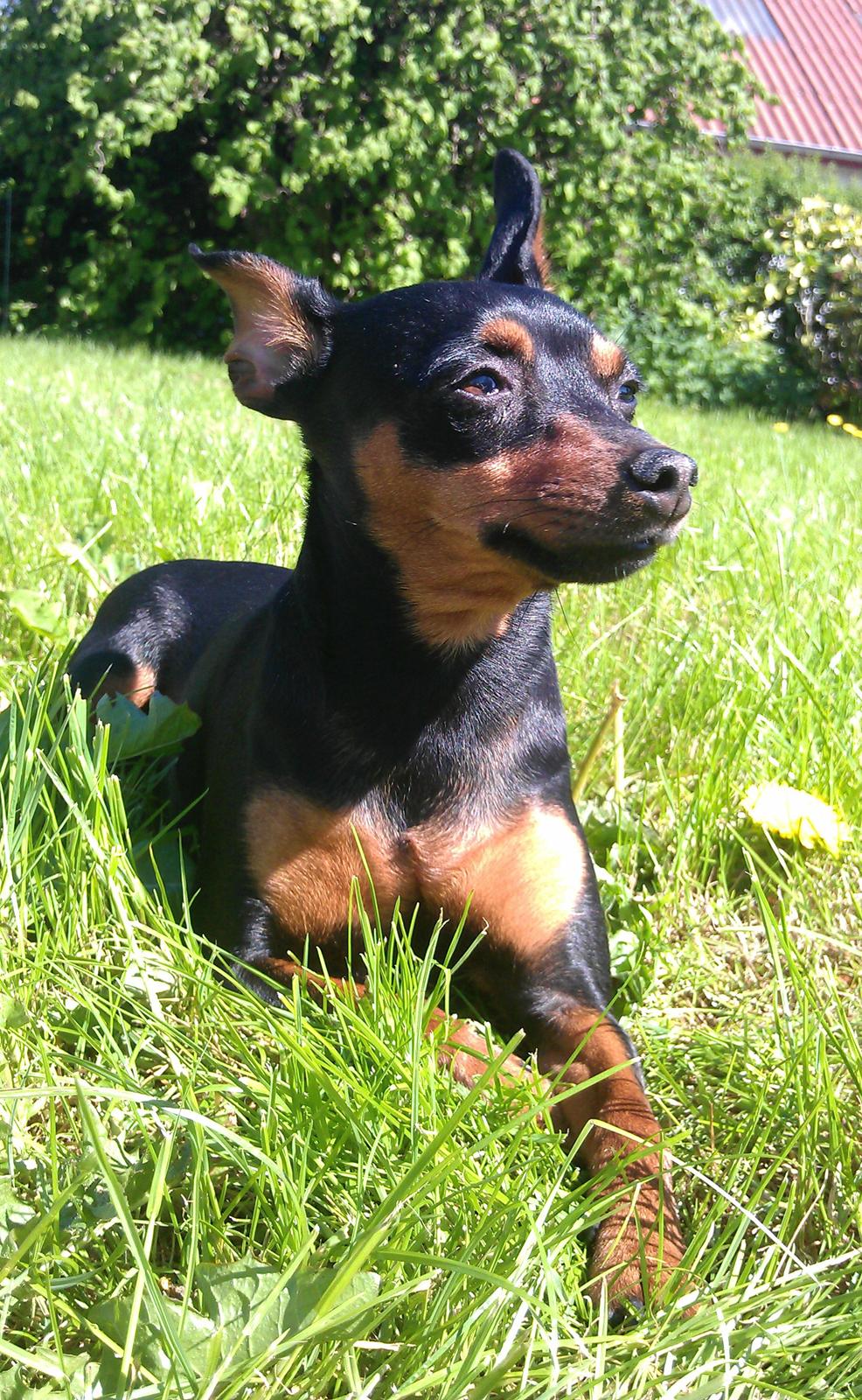 Prazsky krysarik Cleo (Bims) billede 4