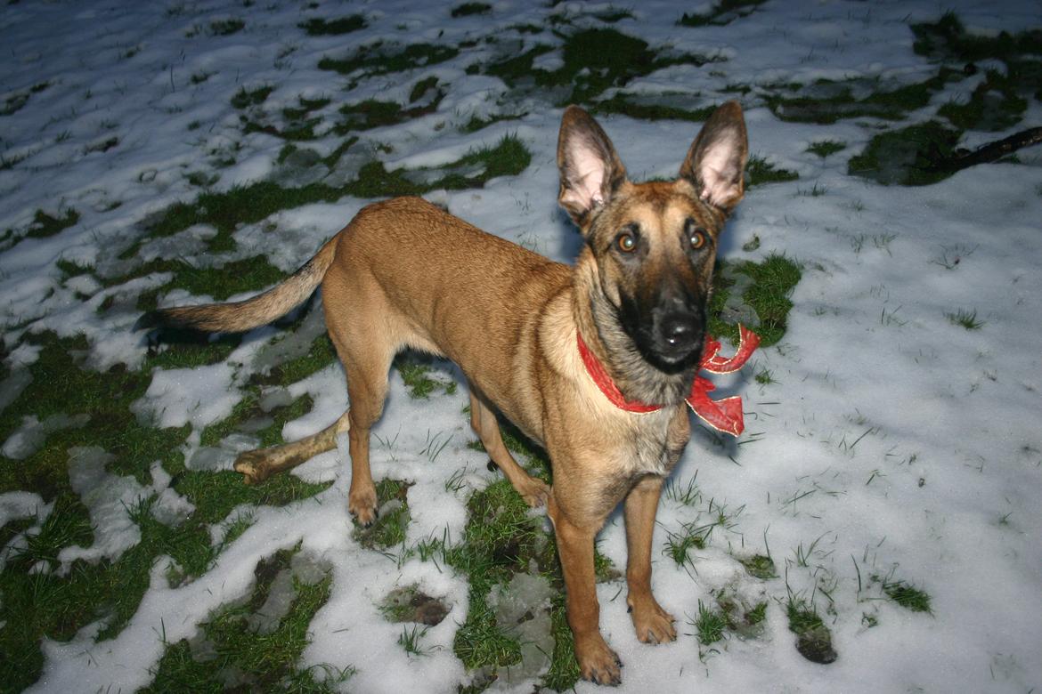 Malinois Jenos Mercedes billede 8