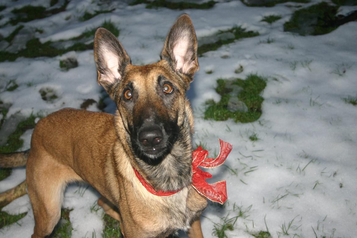 Malinois Jenos Mercedes billede 9