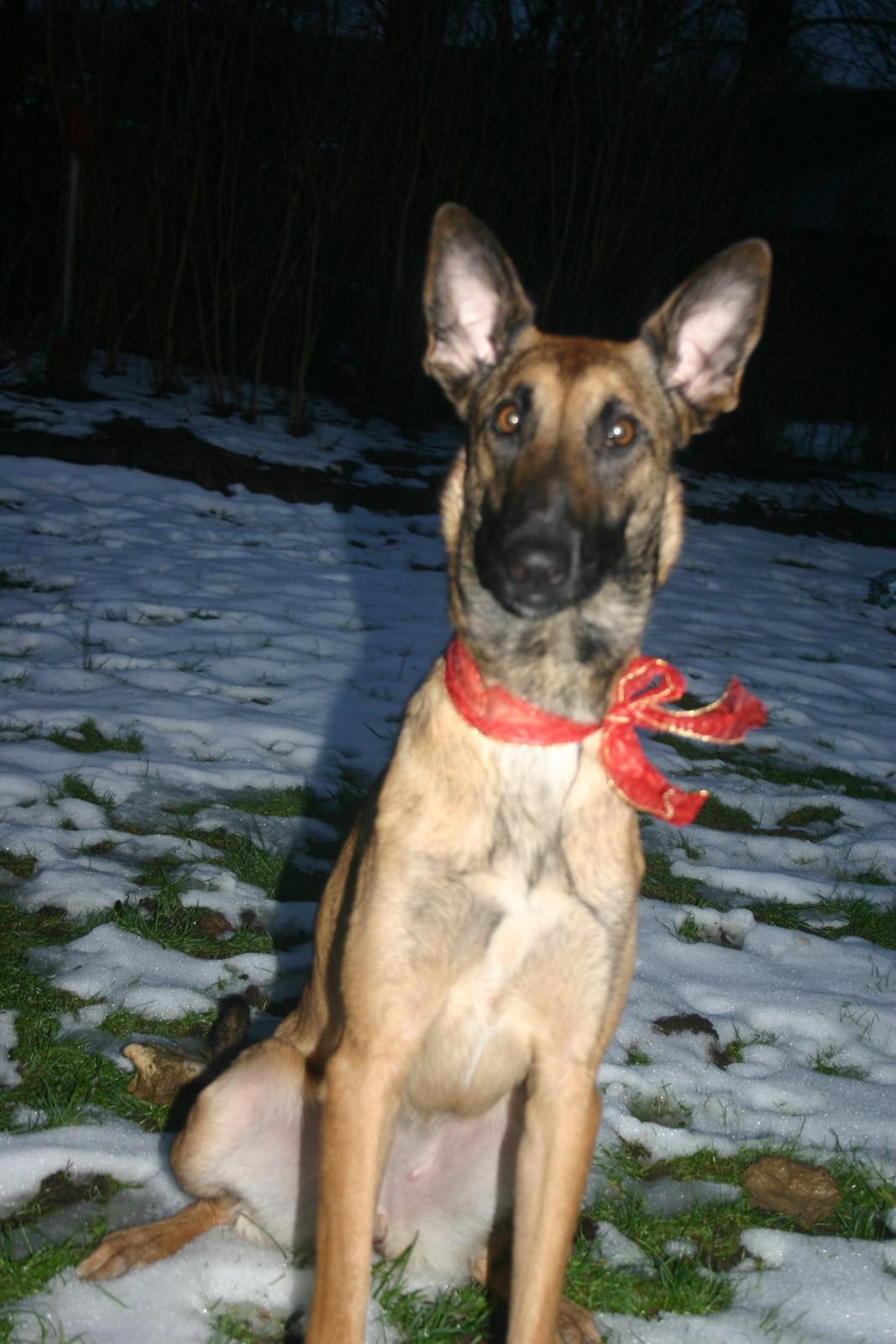 Malinois Jenos Mercedes billede 10