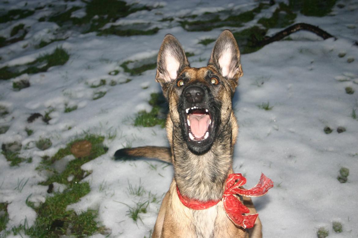 Malinois Jenos Mercedes billede 11