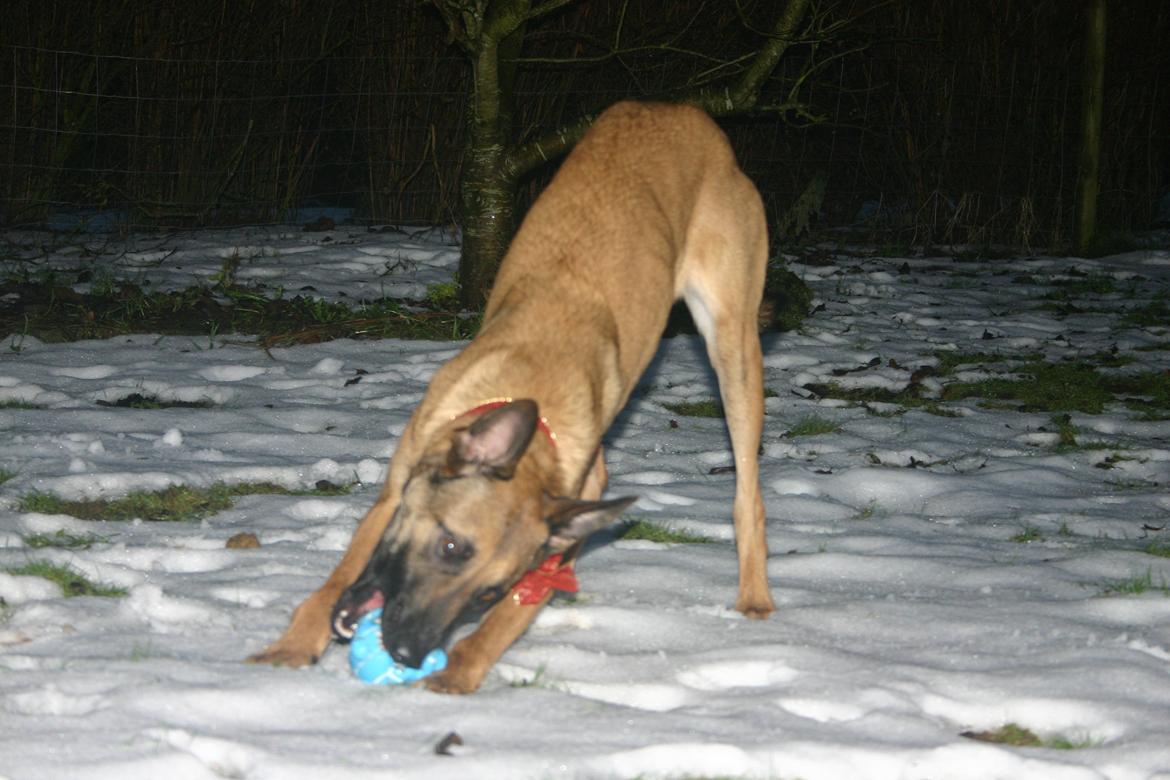 Malinois Jenos Mercedes billede 12