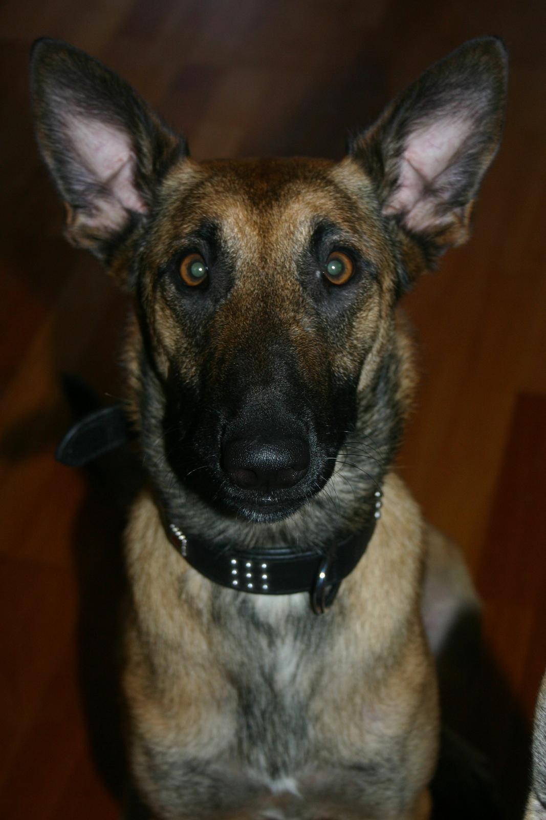 Malinois Jenos Mercedes billede 13