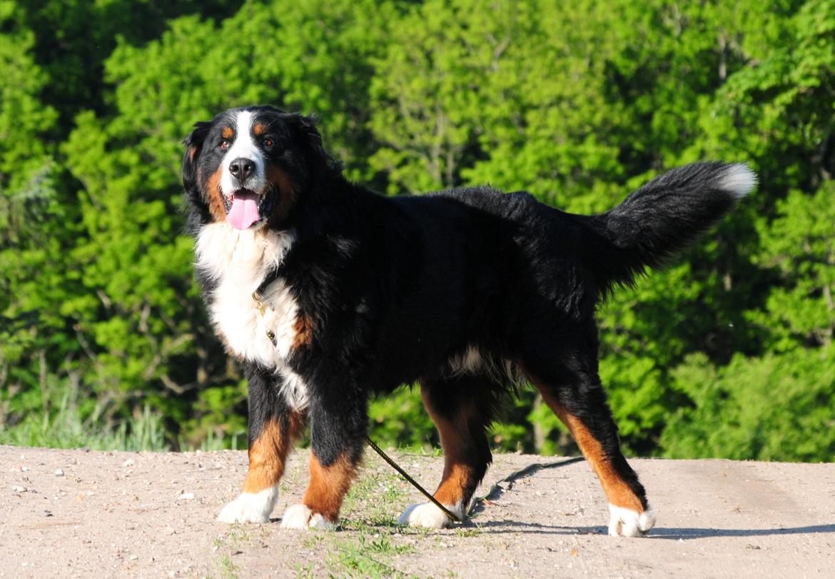 Berner sennenhund Cæsar (Bjørn) - NYT: 27. maj 2013 billede 21