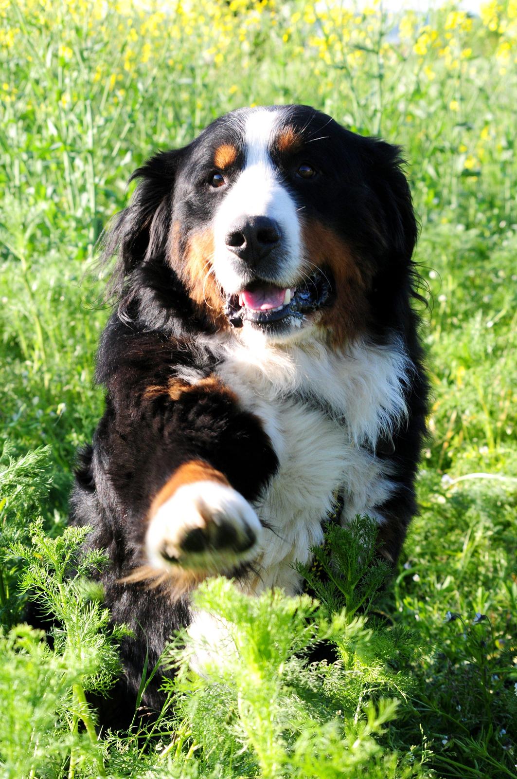 Berner sennenhund Cæsar (Bjørn) - Bjørn vil gerne byde velkommen til sin profil
NYT: 27. maj 2013 billede 3