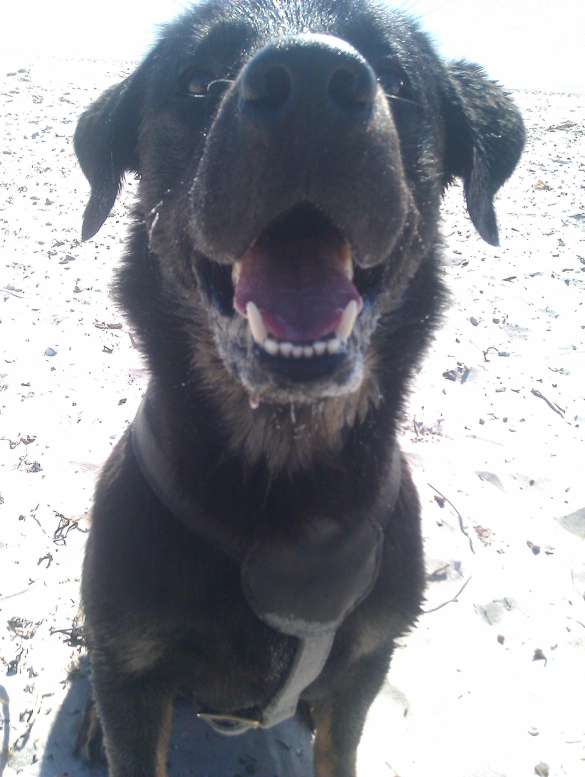 Blanding af racer RIP. Rio Henning billede 6