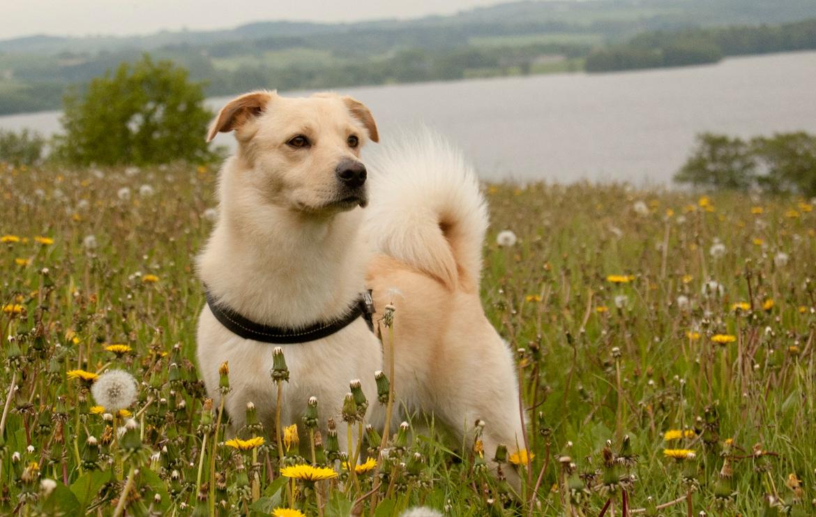 Blanding af racer Bertram - Bertram, maj 2013 :o) billede 1