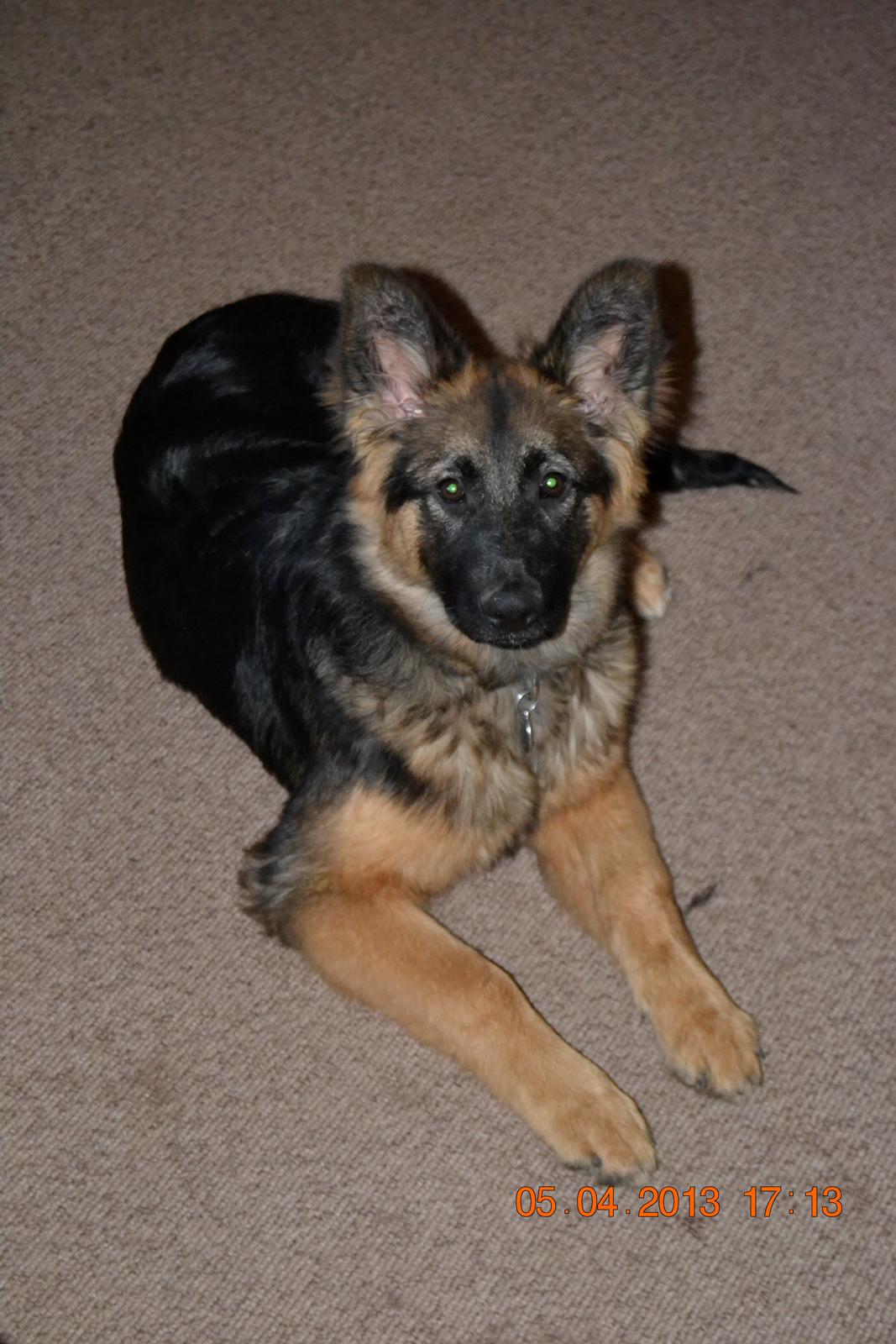 Schæferhund Sille død 2/3 2022  - her er jeg ikke så gammel men jeg har krudt bag i :-) billede 8