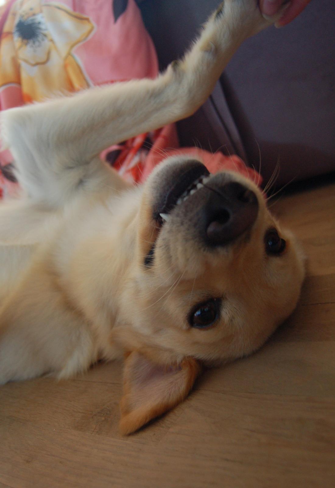 Blanding af racer Bertram - Maj 2013. billede 10