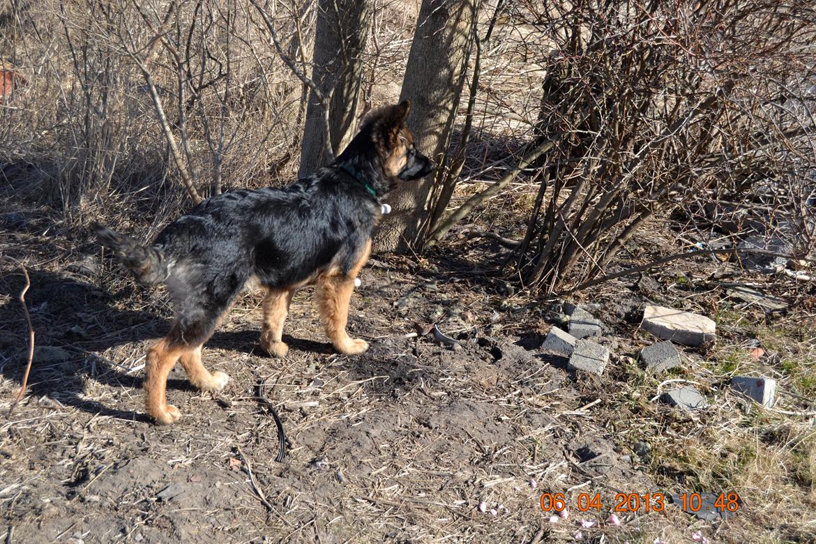 Schæferhund Sille død 2/3 2022  - mor se hvad jeg kan nu billede 9