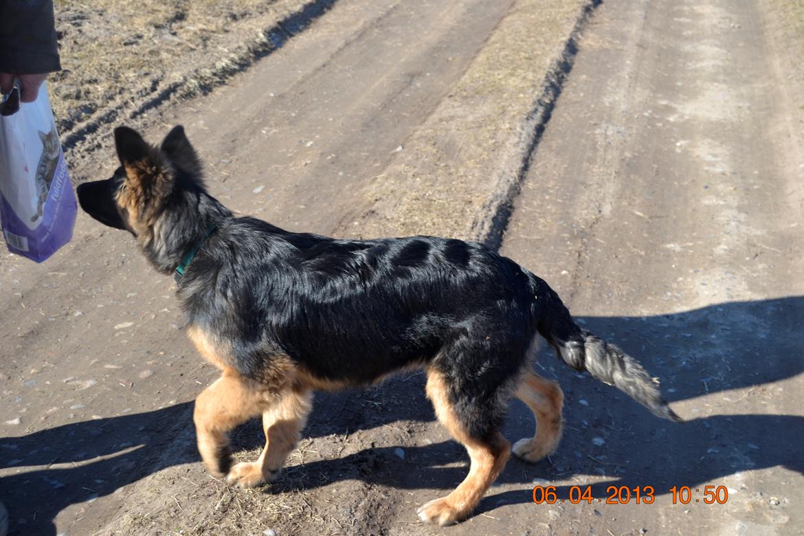 Schæferhund Sille død 2/3 2022  - katte mad det er min spechale billede 10
