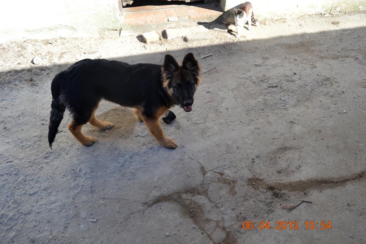 Schæferhund Sille død 2/3 2022  - hovsa stod du nu der men hvor er min bold mor billede 11