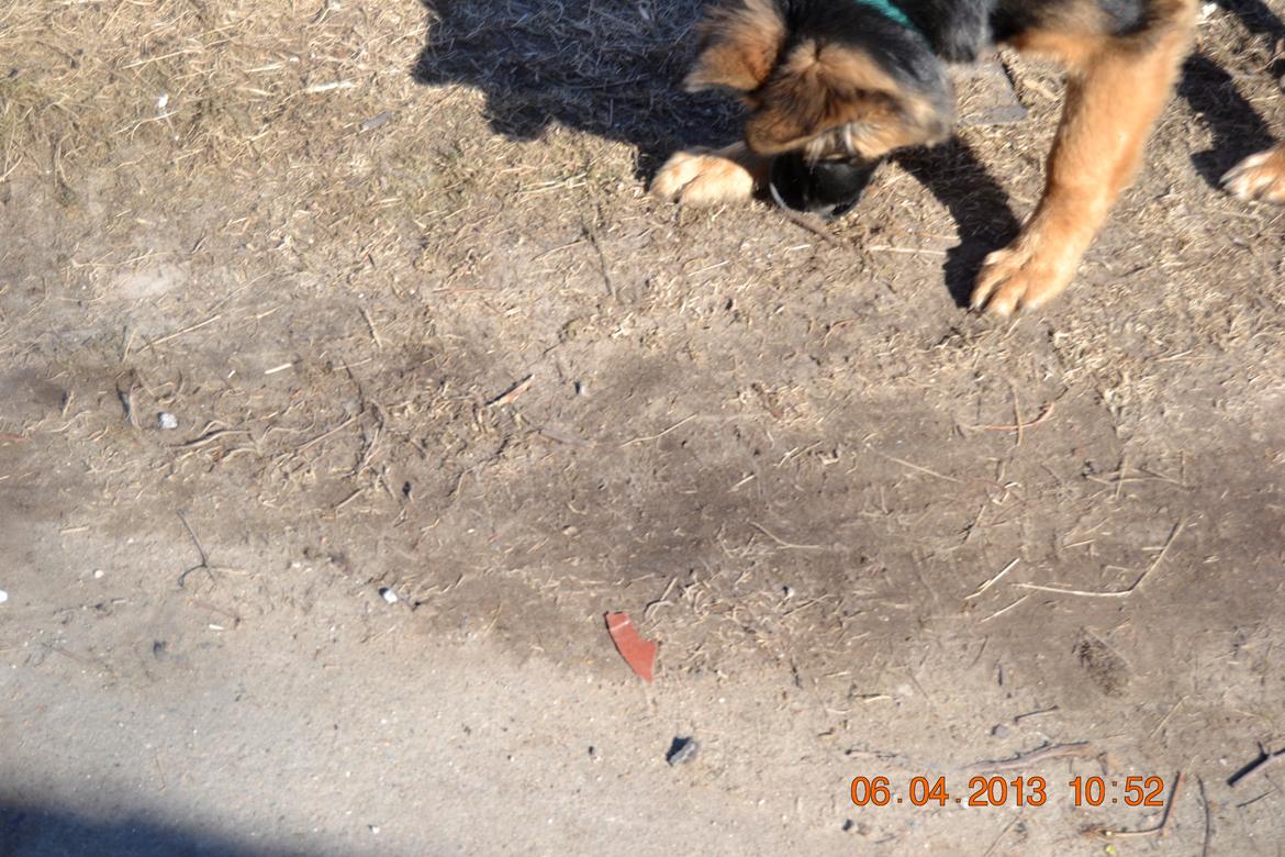 Schæferhund Sille død 2/3 2022  - Hahal urtepotter er mine :-) billede 12