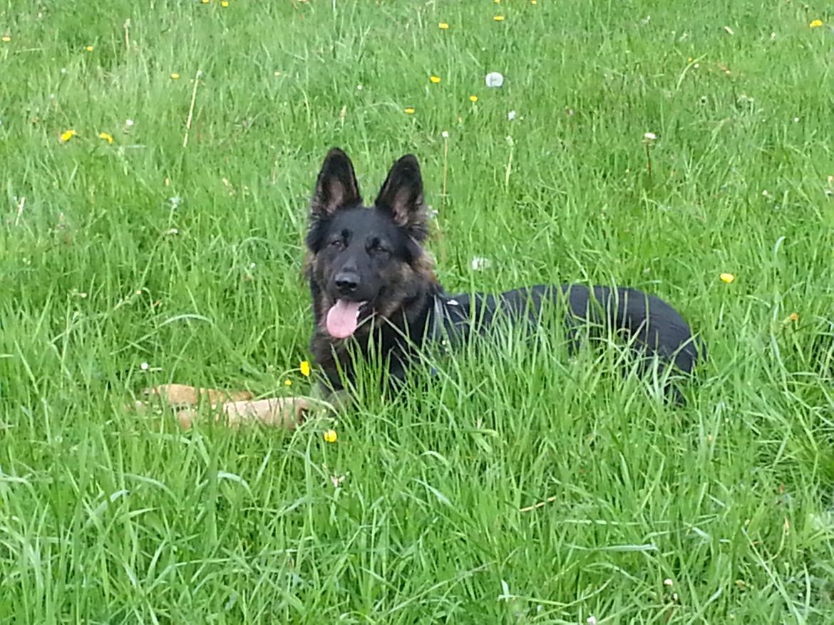 Schæferhund Aichia - 17 måneder billede 17