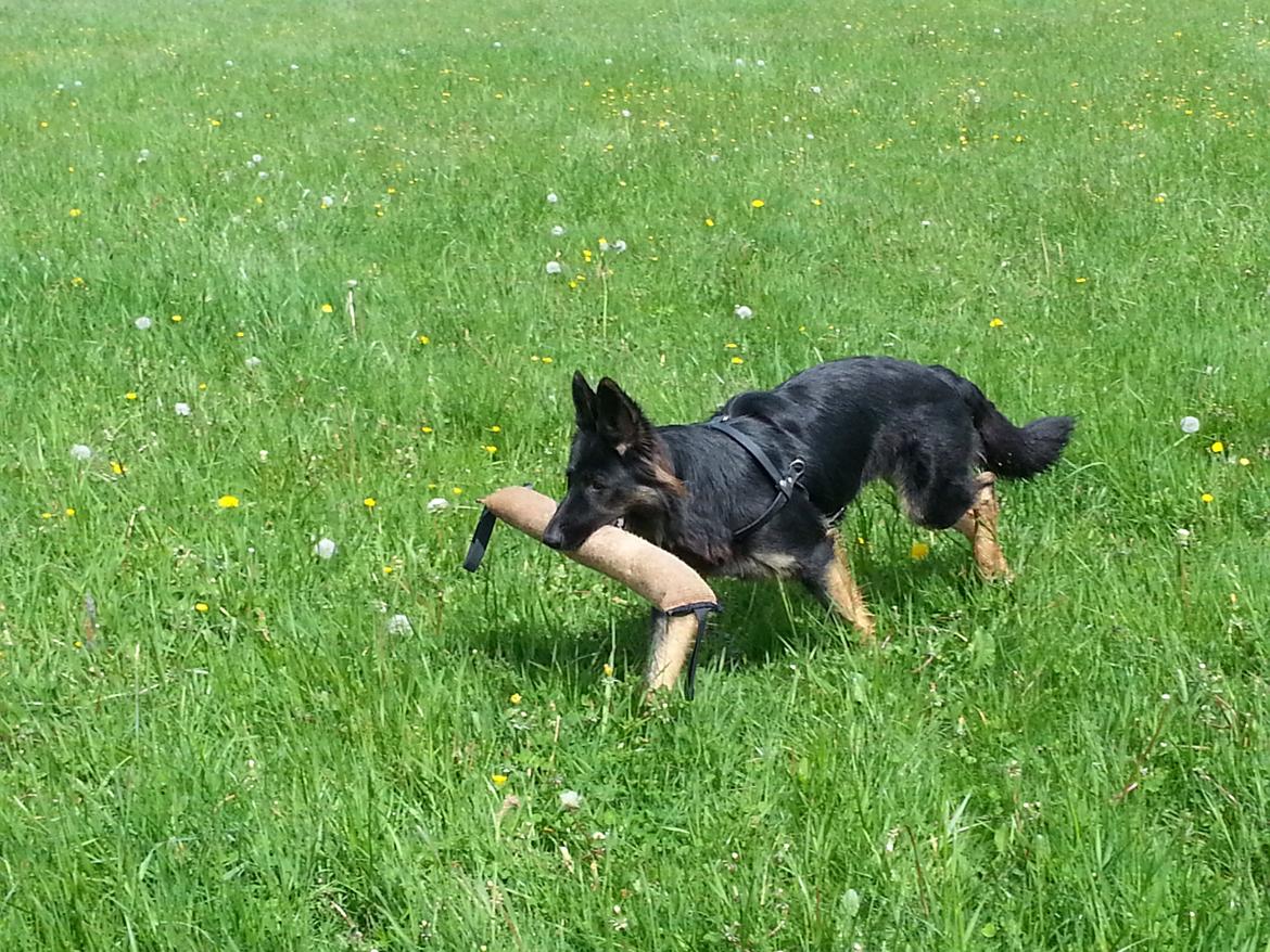 Schæferhund Aichia billede 18