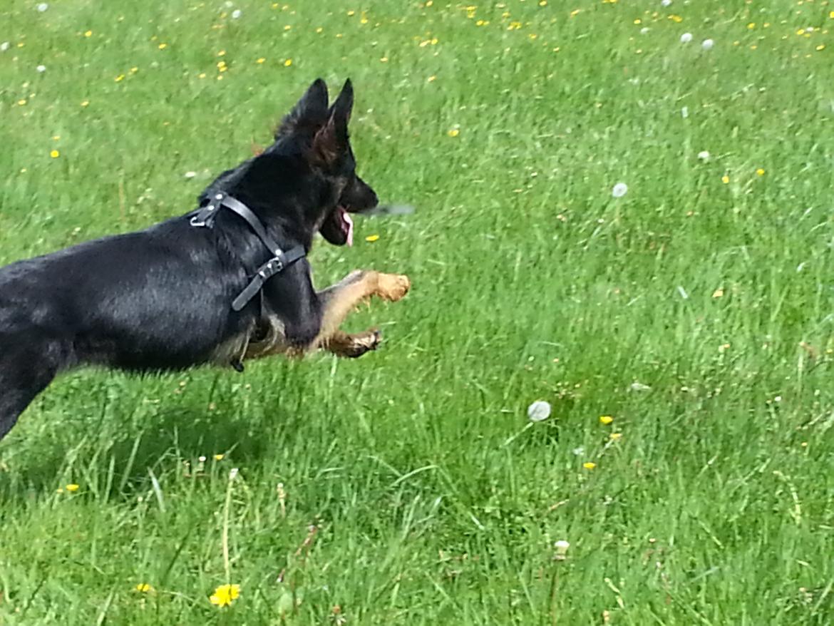 Schæferhund Aichia billede 19