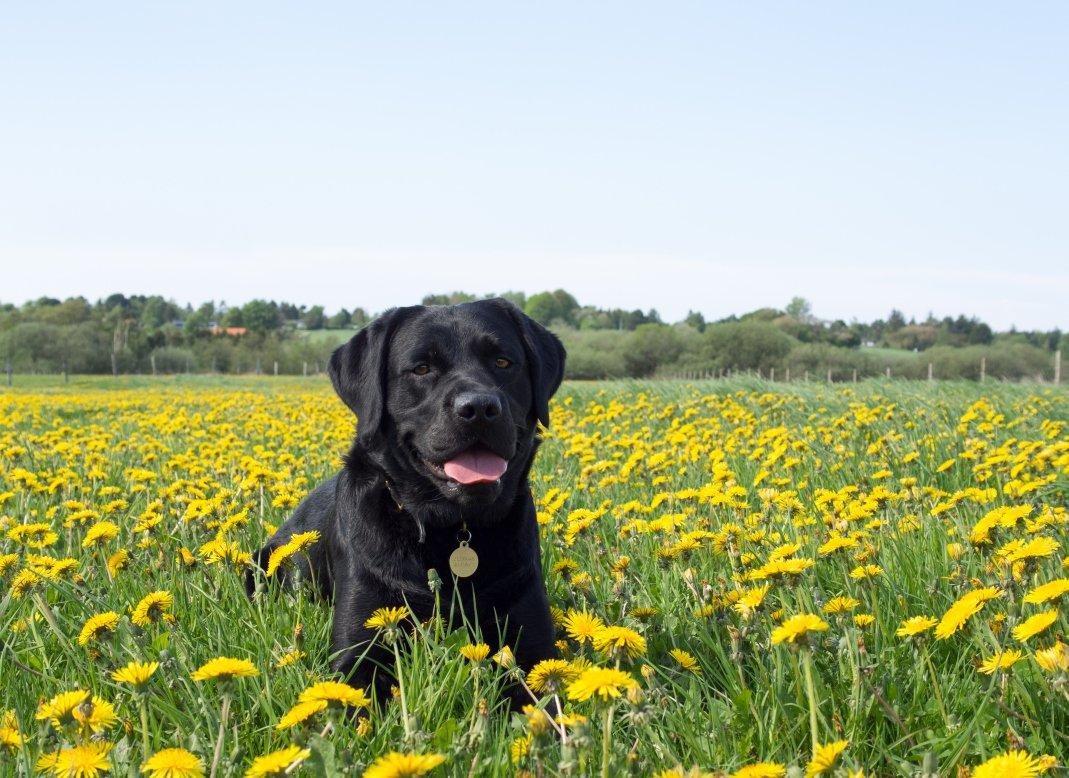 Labrador retriever Bonzo billede 2