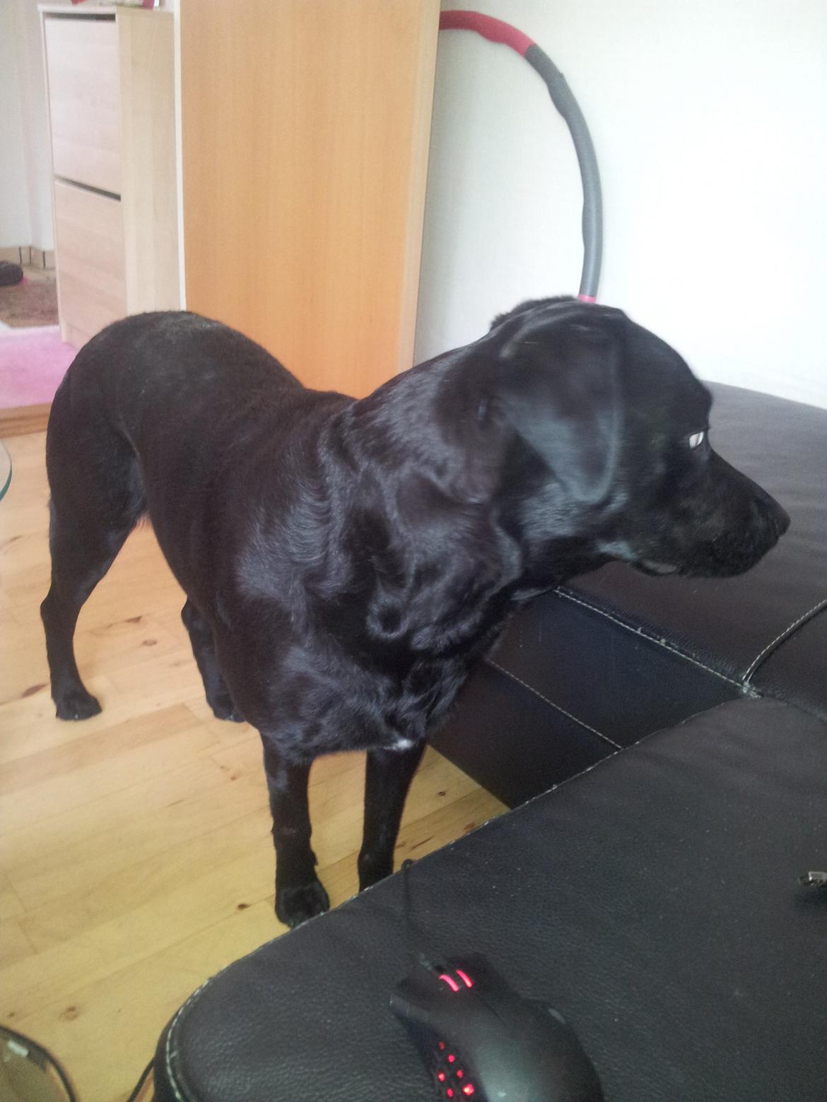 Blanding af racer Luci billede 1