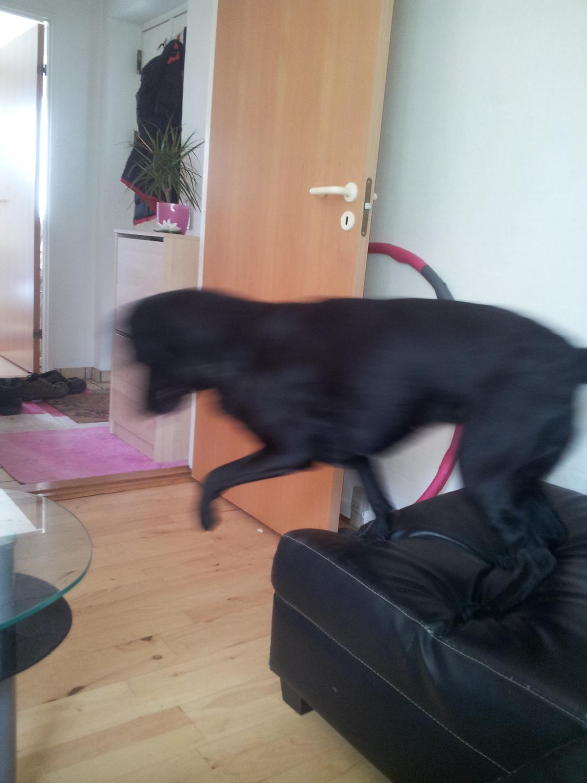 Blanding af racer Luci billede 2