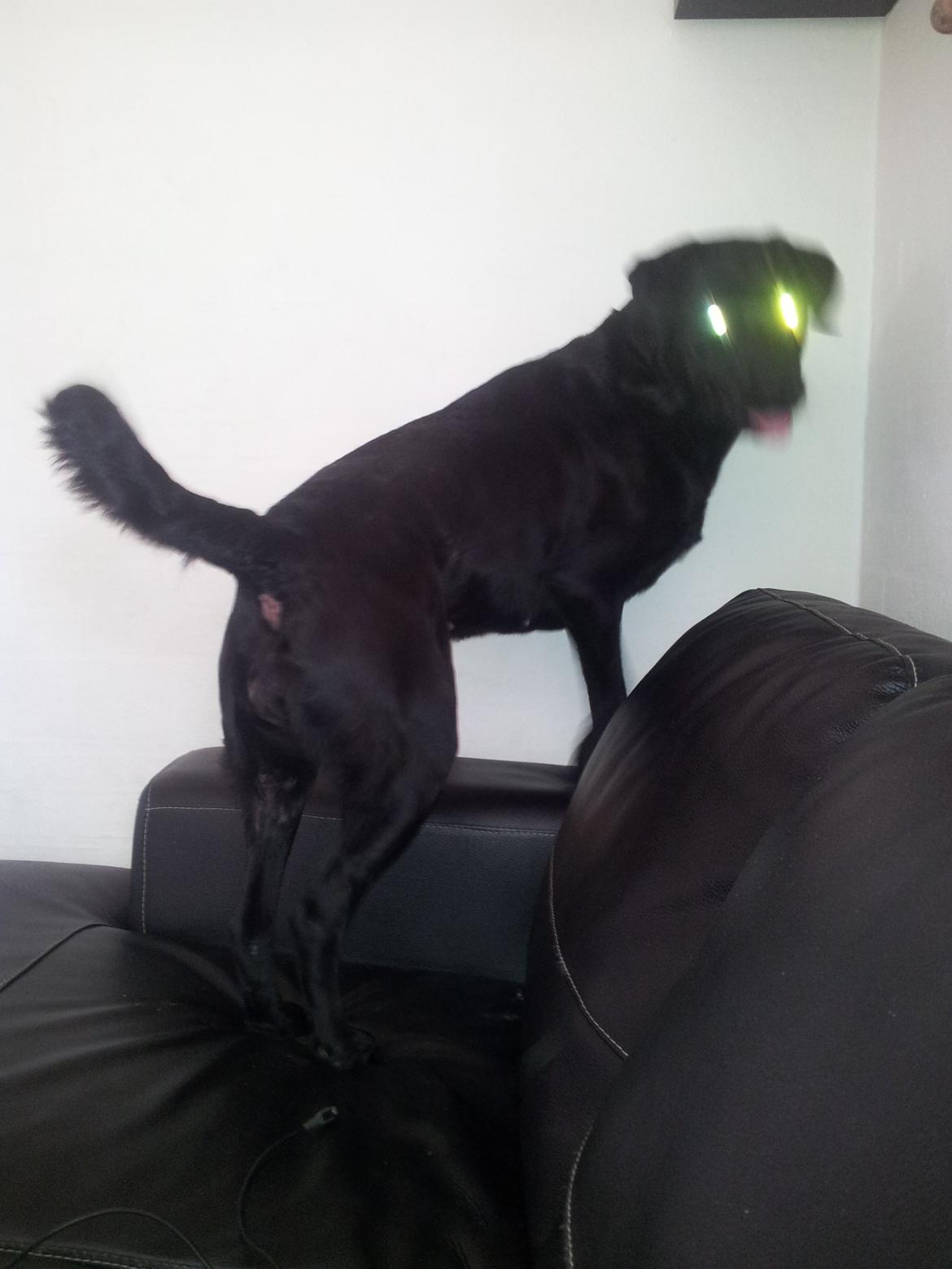 Blanding af racer Luci billede 3