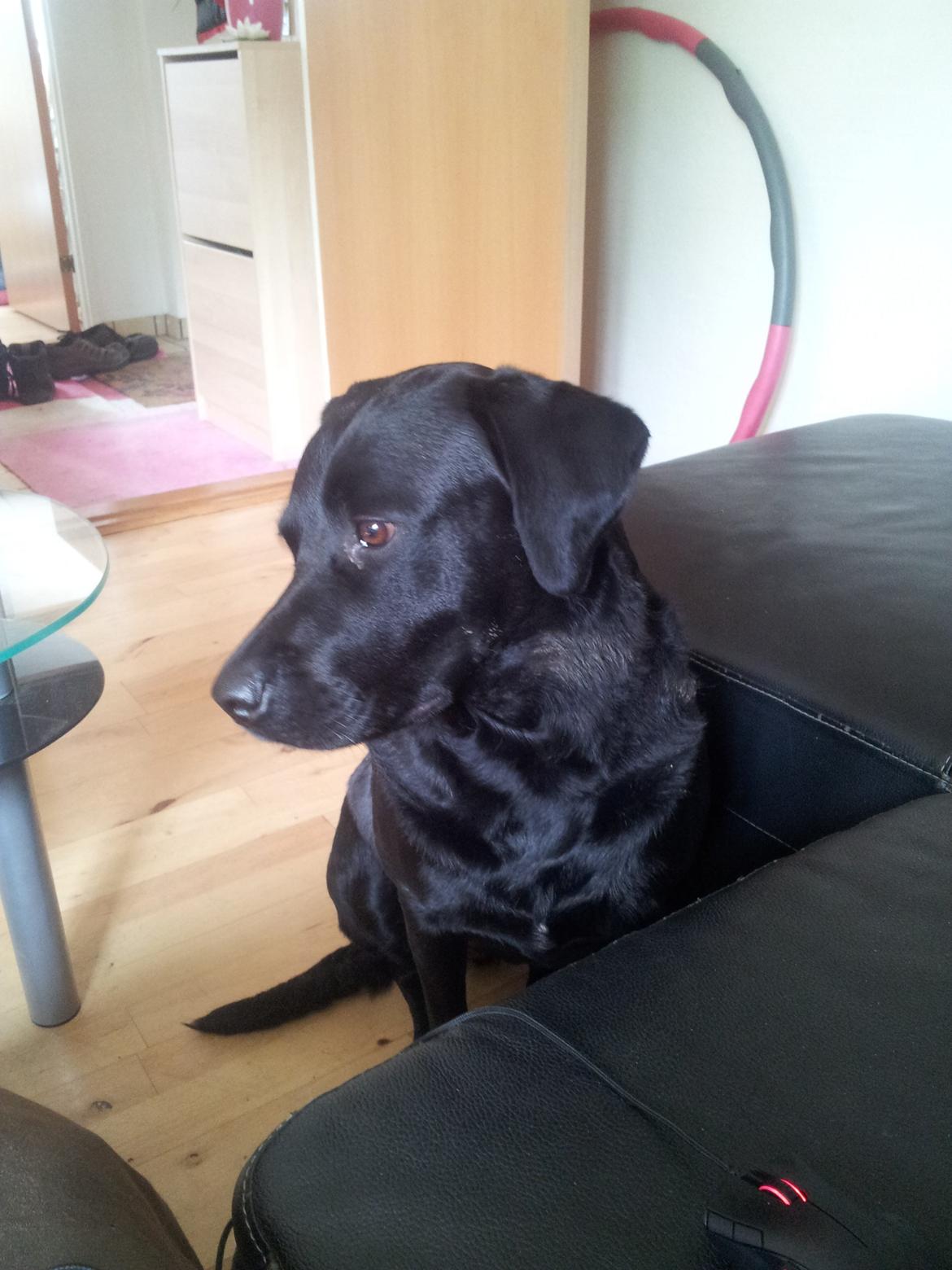 Blanding af racer Luci billede 4