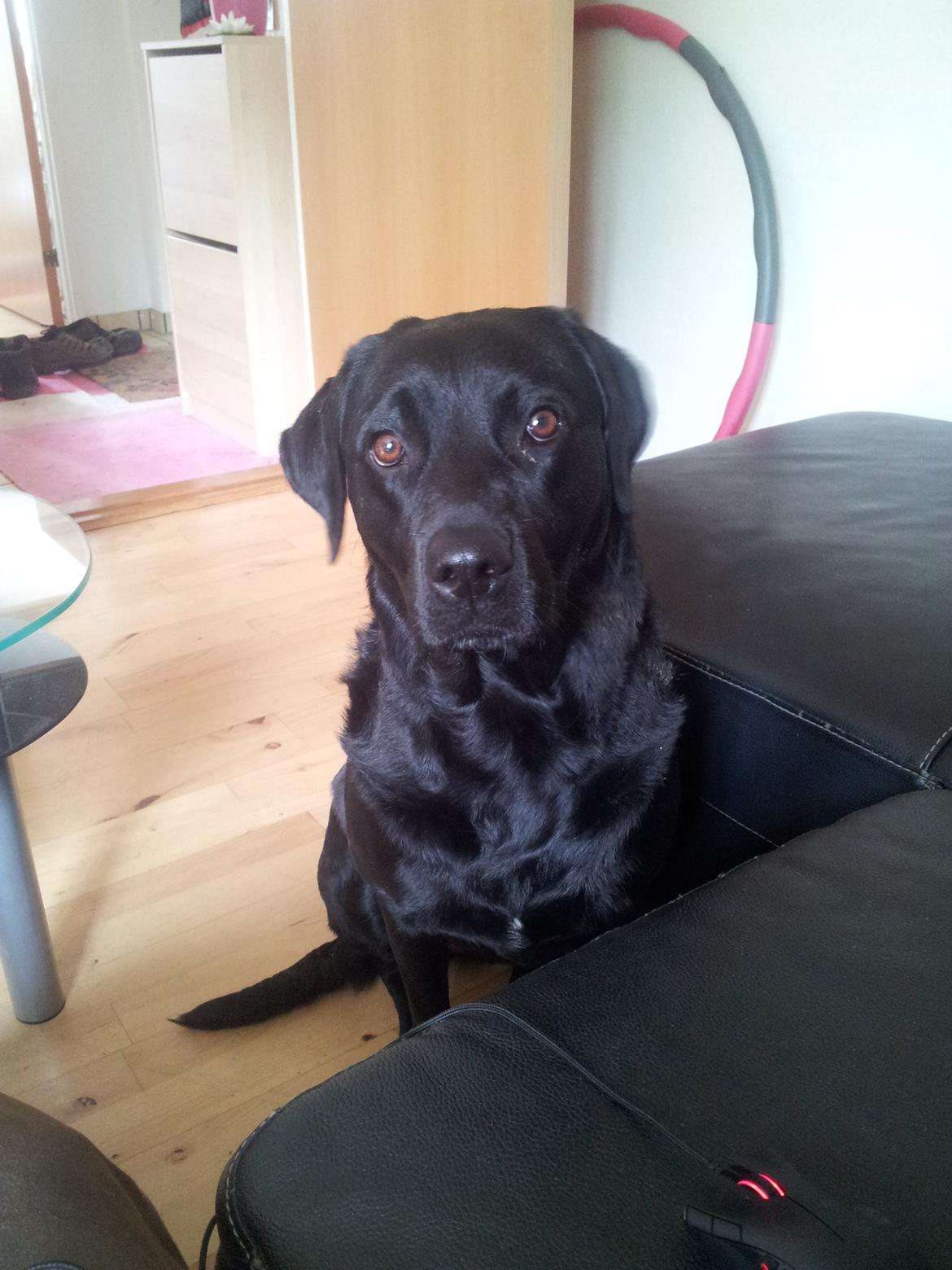 Blanding af racer Luci billede 5