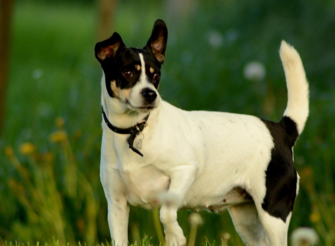 Dansk svensk gaardhund Freja billede 2