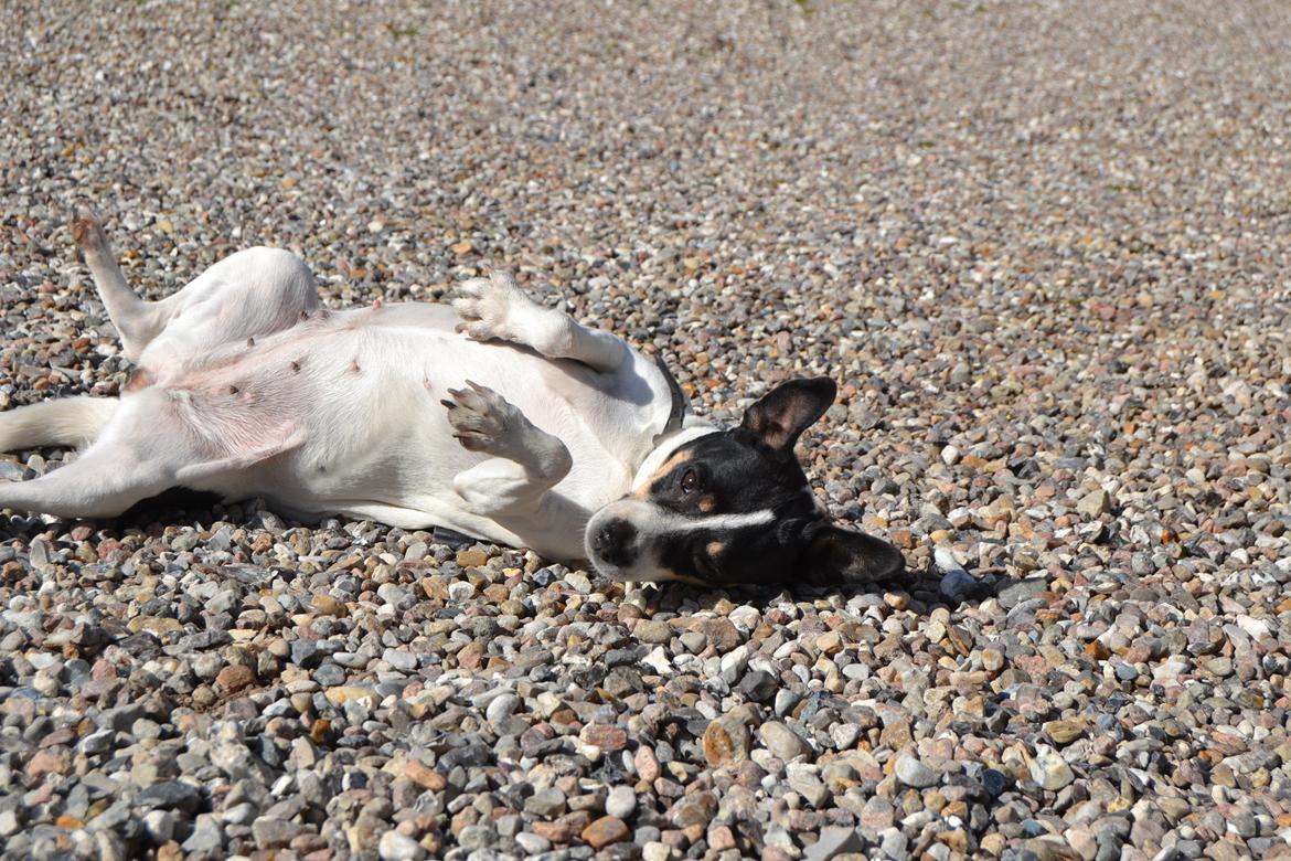 Dansk svensk gaardhund Freja billede 11