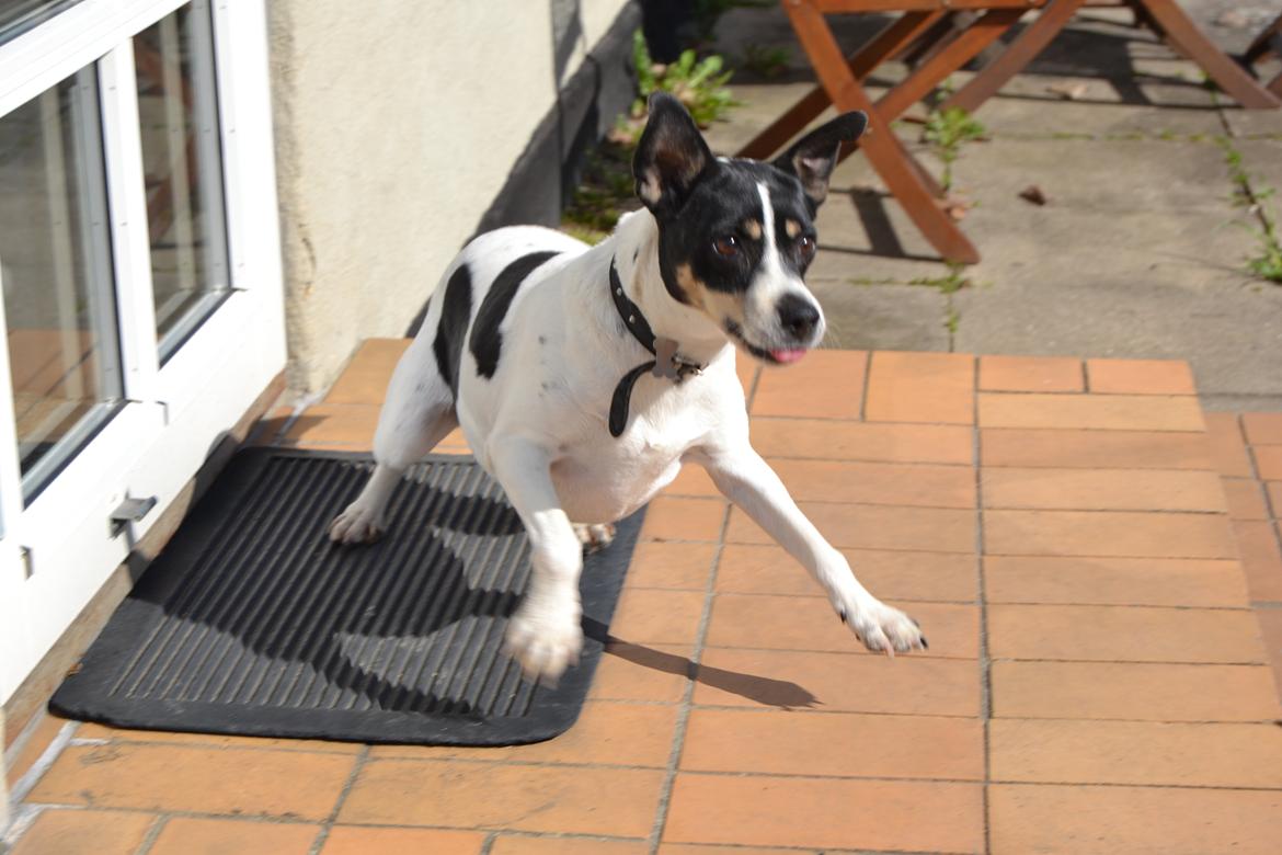 Dansk svensk gaardhund Freja billede 12