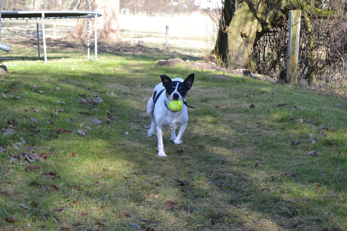Dansk svensk gaardhund Freja billede 13