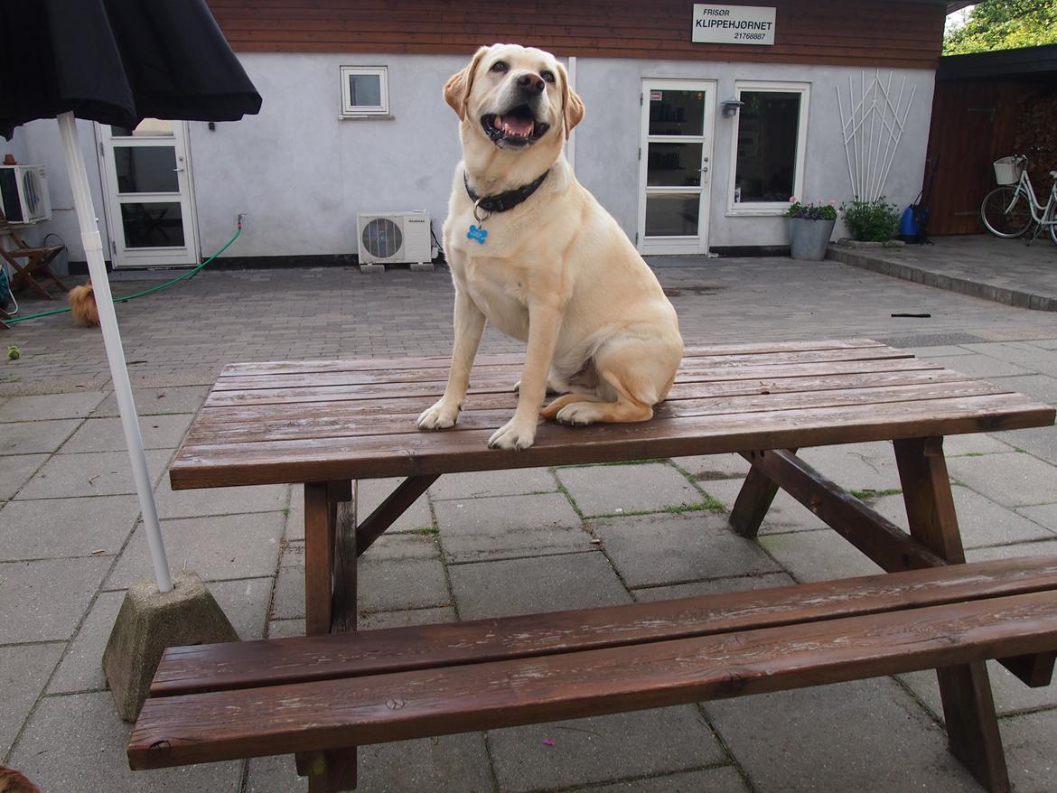 Labrador retriever Woody billede 6