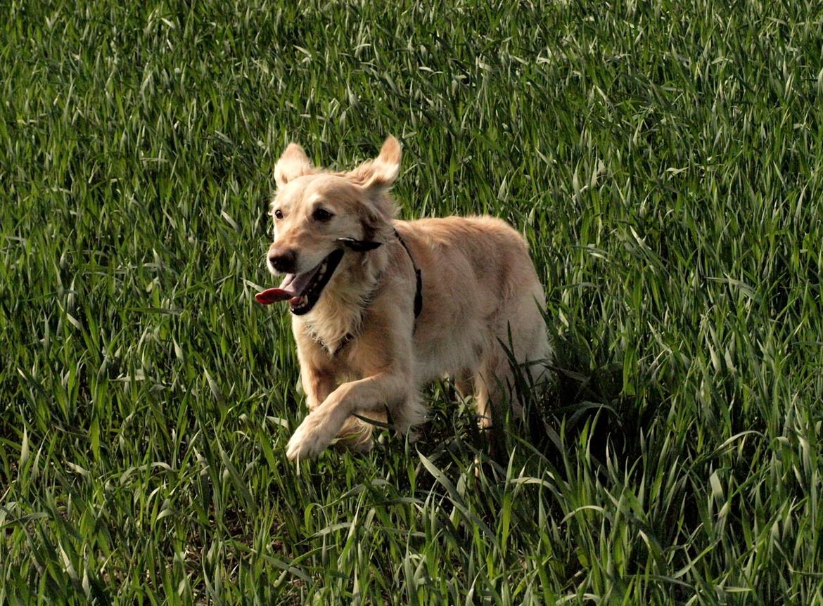 Golden retriever Rosengårdens Soffy billede 16