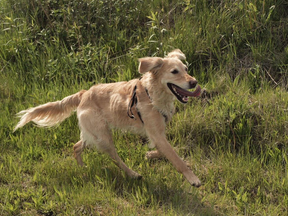 Golden retriever Rosengårdens Soffy billede 17