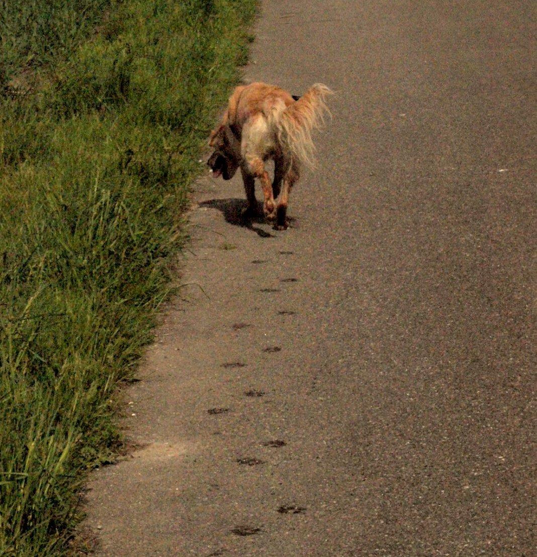 Golden retriever Rosengårdens Soffy billede 18