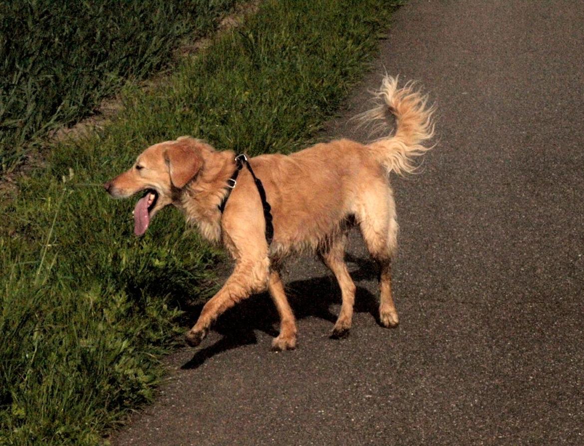 Golden retriever Rosengårdens Soffy billede 19