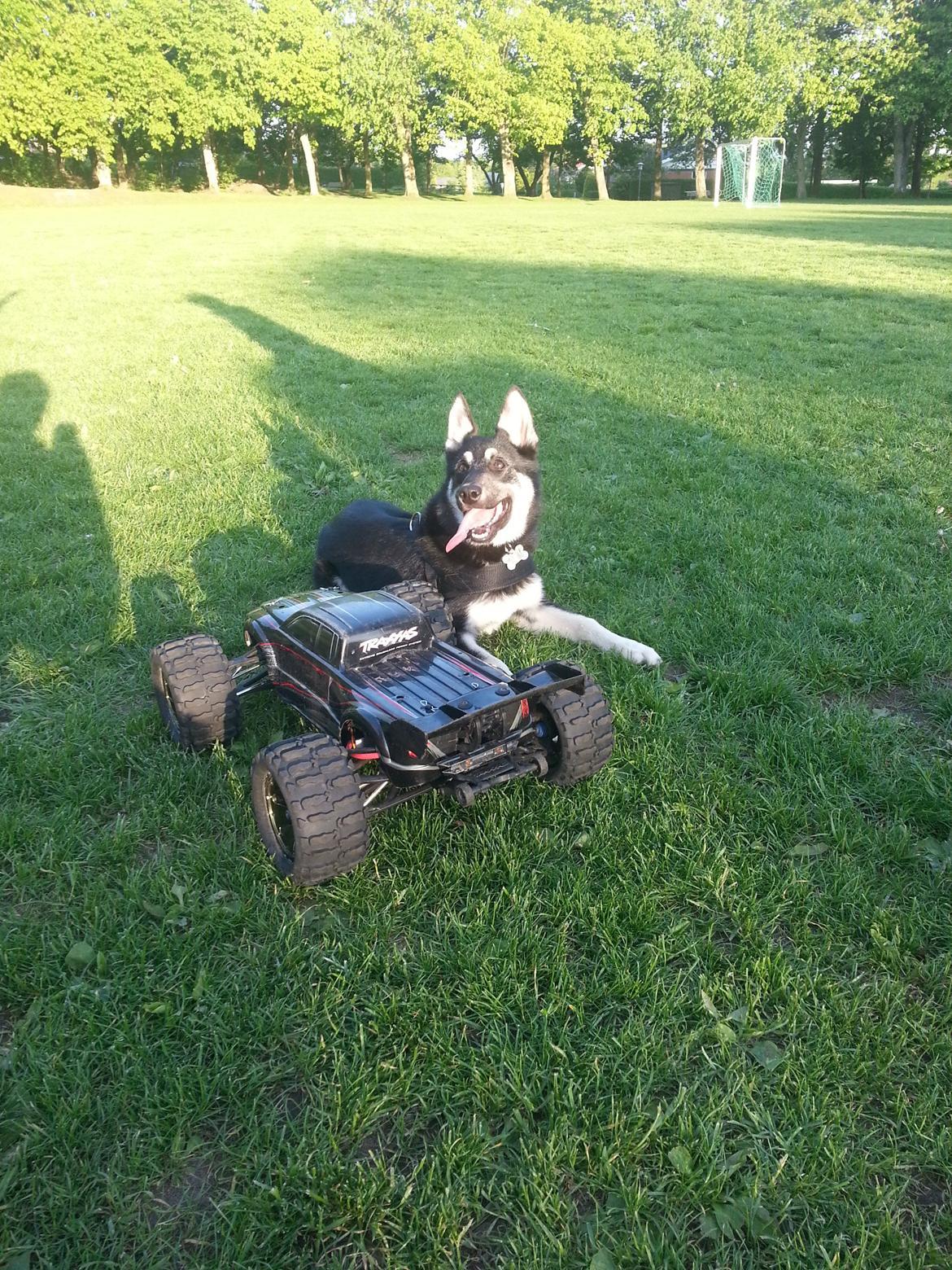 Siberian husky Chicca - Her er mit legetøj billede 1