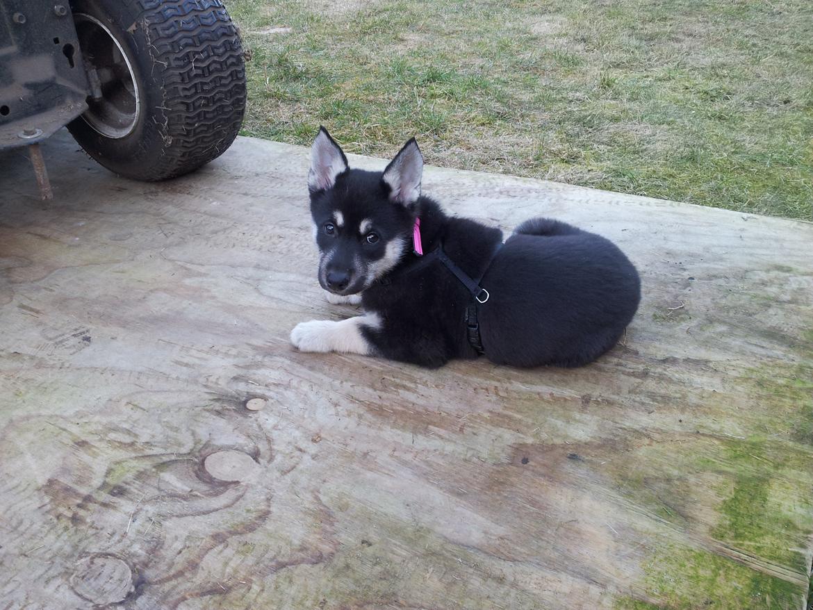 Siberian husky Chicca - Elsker bare den larm fra en havetraktor billede 2