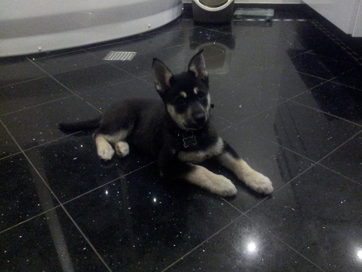 Siberian husky Chicca - Holder lige øje med katten billede 3