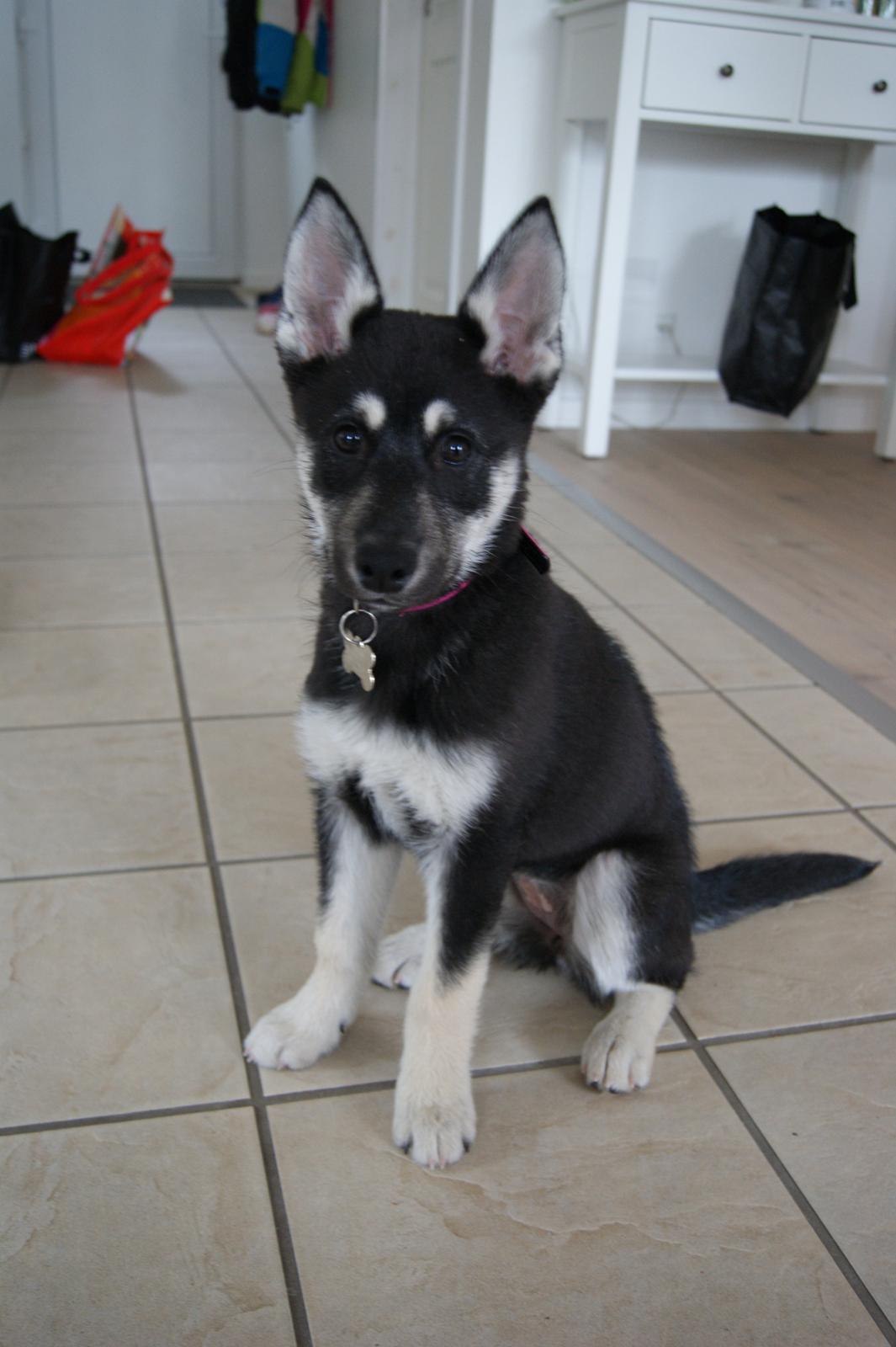 Siberian husky Chicca - Selvom jeg ikke er så gammel, kan jeg godt sitte pænt billede 4