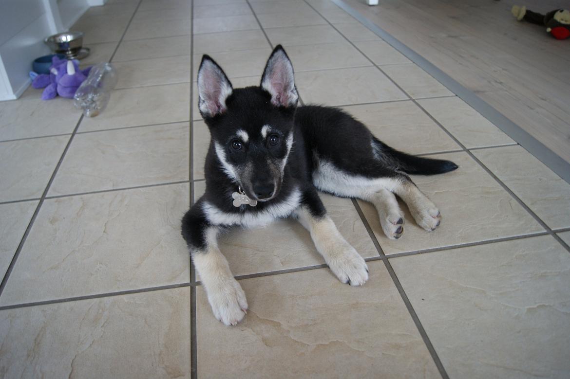 Siberian husky Chicca - Når man er på ferie, skal man slappe af. billede 5