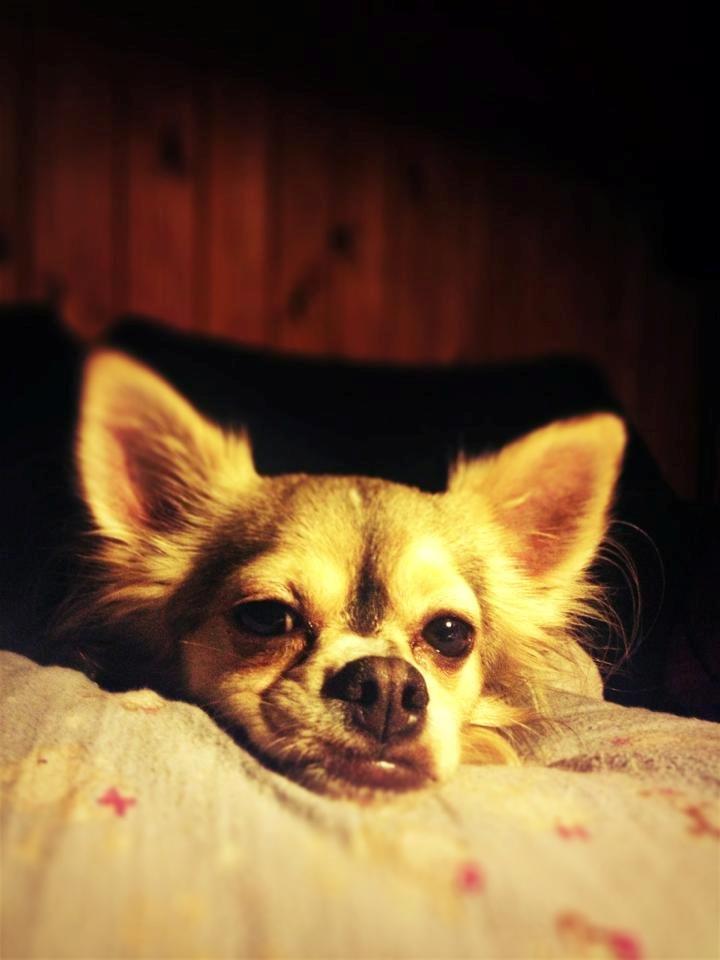 Chihuahua Fonzie billede 18